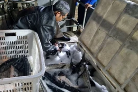 Cá tầm “lách tiêu chuẩn” vào Việt Nam: Ai được lợi?