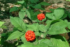 Tam thất - Thuốc tư bổ cường tráng