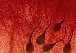 Máu ra cùng tinh dịch