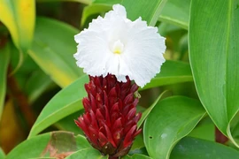 Trị đau tai bằng mía dò 