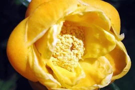 Trà hoa vàng được trồng ở đâu?