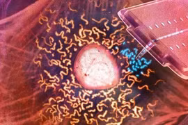 Cấy ghép ty thể giúp điều trị bệnh và chống lão hóa 