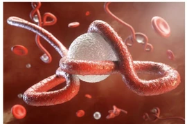 Virus Ebola khiến 25-90% người nhiễm bệnh tử vong trú ẩn trong não chờ kích hoạt lại
