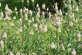 Mào gà trắng cầm máu, tiêu viêm