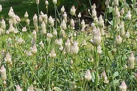 Mào gà trắng cầm máu, tiêu viêm