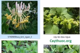 Thuốc Đông y chữa viêm đường tiết niệu