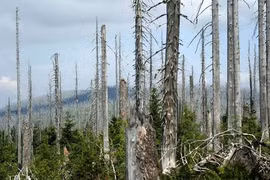 Tác hại của mưa axit