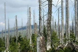 Tác hại của mưa axit