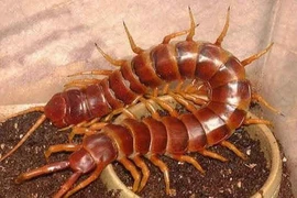 Dùng rết chữa viêm cột sống