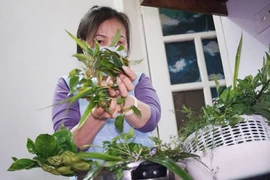 Giải pháp điều trị F0 tại nhà: Dược liệu xông hơi... “lên ngôi”!!!