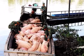 Bộ NN&PTNT hỏa tốc yêu cầu kiểm soát nhập lậu lợn