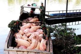 Bộ NN&PTNT hỏa tốc yêu cầu kiểm soát nhập lậu lợn