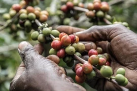 Đại dịch Covid-19 đe dọa ngành công nghiệp cà phê toàn cầu
