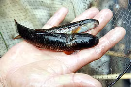 Đi tìm loài cá đắng cực hiếm trên dãy Hoàng Liên Sơn