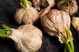 Dùng tỏi mọc mầm chữa ung thư?
