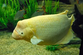 Cá tài phát là cá gì?