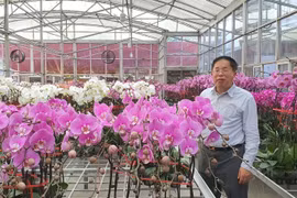 “Vua lan” vươn tầm nông nghiệp Việt