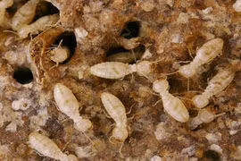 Dùng nước muối, nước sôi diệt mối