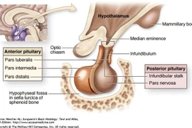 Làm gì khi tình cờ phát hiện u nhỏ tuyến yên?