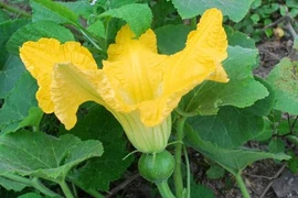 Hoa bí có nhiều tác dụng chữa bệnh