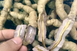 Ba kích chữa huyết áp thấp