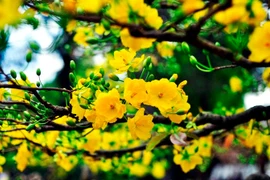 Giống mai vàng lâu tàn