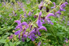 Hai cây thuốc thay mật gấu trị đau khớp, đau lưng