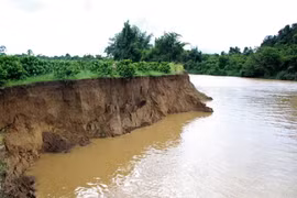 Bờ sông Đồng Nai qua địa bàn huyện Cát Tiên đang sạt lở nghiêm trọng.