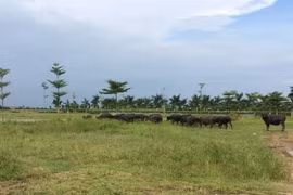 Thủ tướng chỉ đạo kiểm tra 2.000 ha đất bỏ hoang tại Mê Linh