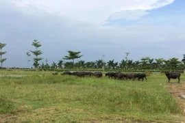 Thủ tướng chỉ đạo kiểm tra 2.000 ha đất bỏ hoang tại Mê Linh