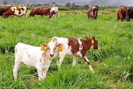 Vinamilk lên tiếng về nguồn nguyên liệu để sản xuất các sản phẩm sữa