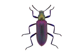 Bọ robot đàn hồi cho tìm kiếm, cứu hộ cứu nạn 