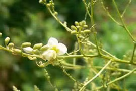 Kiểm soát huyết áp bằng… hoa