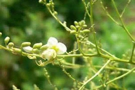 Kiểm soát huyết áp bằng… hoa