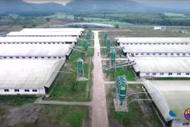 Kon Tum chấp thuận dự án nông nghiệp công nghệ cao trị giá 65 triệu USD 