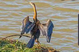 Đồng Nai: Phát hiện đàn chim cổ rắn quý hiếm