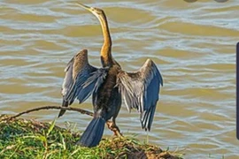 Đồng Nai: Phát hiện đàn chim cổ rắn quý hiếm