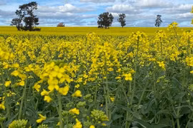 Bang New South Wales (Úc) dỡ bỏ lệnh hạn chế cây trồng biến đổi gene