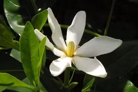 Suy thận có chữa được không? Cần làm gì để khắc phục bệnh hiệu quả?