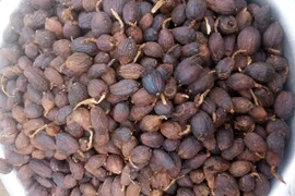 Thảo quả bổ máu