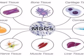 Tế bào gốc trung mô điều trị bệnh Covid-19