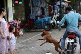 Hà Nội xem xét gắn chip cho chó để quản lý
