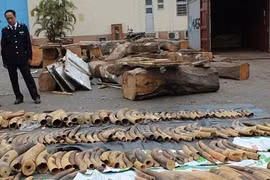 Khởi tố vụ hơn 7 tấn ngà voi và vảy tê tê “vô chủ” nhập qua Hải Phòng