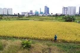 Thủ tướng Chính phủ đồng ý cho Trà Vinh chuyển đổi 38,5ha đất trồng lúa sang đất phi nông nghiệp