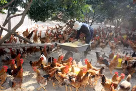 Hà Nội lo bùng phát cúm A/H5N8 tại các chợ đầu mối