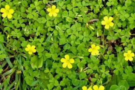 Món ăn từ chua me đất 