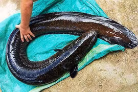 Cá chình 'khủng' 14 kg dính câu trong lòng hồ thủy điện