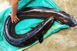 Cá chình 'khủng' 14 kg dính câu trong lòng hồ thủy điện