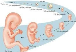 Cực khoái có ảnh hưởng tới sự thụ thai?