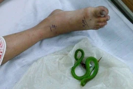 Nằm đất trời nắng cẩn thận rắn cắn